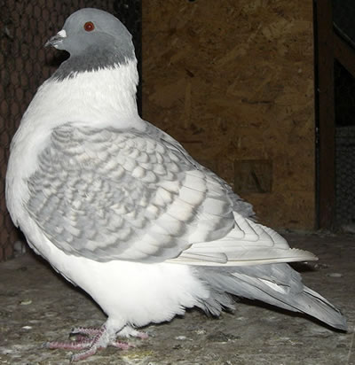 1.kép: Domináns opál Strasszer. A kovácsolt szárnymintázat és a vele világosodott evező tollak , jól láthatóak  Foto Sipos G. 