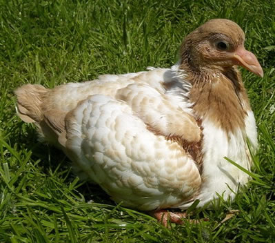  2. kép: Szintén domináns Opál Strasszer recesszív vörös, higított alapszínezeten. A szárny eredeti mintázatát nem tudhatjuk a képről leolvasni.  Foto Sípos G. 