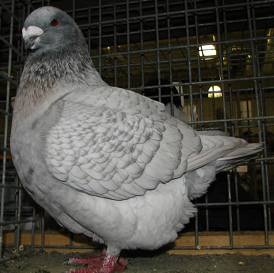 3. kép: Domináns Opál színezet Spread gét tartalmazó fekete  alapszínezeten.  (a reduce nevű gén hatása nagyon hasonló lehet!) szintén nem tudhatjuk hogy ez a galamb eredetileg szalagos, vagy kovácsolt –e? Foto: Cséplő Á.  