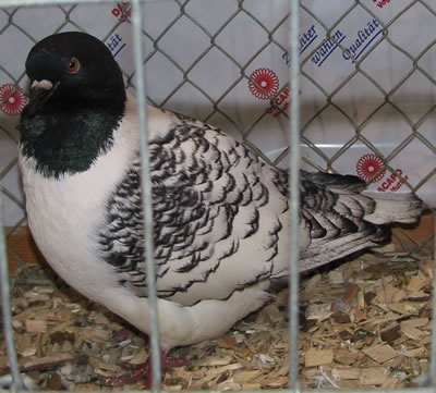 4.kép: fekete Strasszer  Pencile változatban. A fehér szalagos pajzsot ezzel a génnel sem lehet kitenyészteni. Foto: Cséplő Á.  