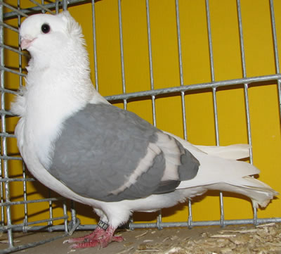 5/A kép: Ónémet sirályka  kék, szalagos,domináns opál változatban Foto Cséplő Á.  