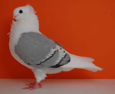 5/B kép: Ónémet sirályka  kék, szalagos, Toystencil változatban. Foto : A.Boisits 