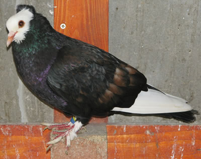 6. kép: Fekete Toystencil  és fekete nemtoystencil galamb kovácsolt  F1 hibridje. A Spread gén miatt alig maradt valami látható hatása az eredetileg hófehér mintázatnak.  A bronz jellegű Ts1és Ts2  gének hatását is erősen elnyomja fekete  alapszínezet. Fo