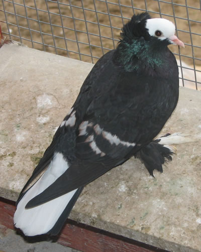 7. kép.  Toystencil hibrid nagyjából rekonstruált  fehér szárnyszalagokkal.  Nehéz, de nem lehetetlen tehát a „szétrobbantott” Toystencil  csapatott újra egy  galambba összeterelni! Foto:  Cséplő Á.  