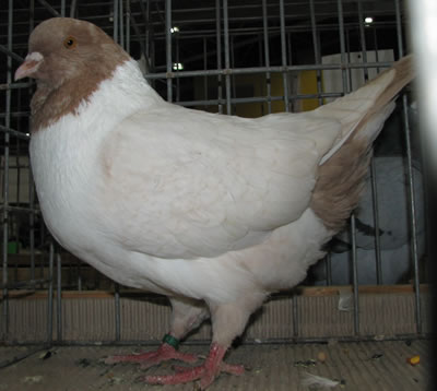 Különlegesség adabasi kiállításról 2007-ből. Sárga, dom. Opál Strasszer T-mintás kovácsolt szárnyakkal ű