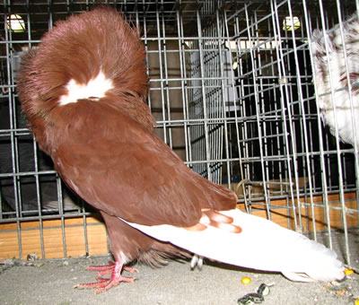 Meglepő lehet , de még ez a pazar színezet is t-mintás kovácsoltság. Bronz és sötétítő faktorokkal feljavított dom vörös  CT alapszínezet.  