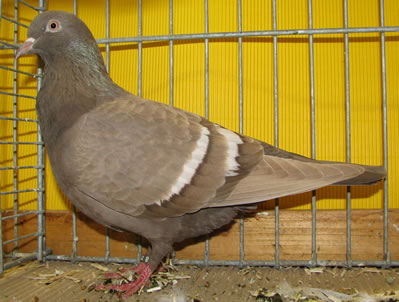 A szalagos színeloszlás mindig  jól felismerhető. Barna toystencil mezei színesgalamb Dortmundból. 