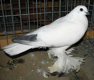 a legsötétebben gólyázott példány jelzett farokkal 