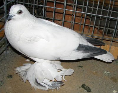 a farok tiszta , szárny sötét,a láb kissé deres