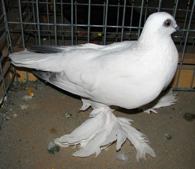 A láb fehér, de a szárnyak színezete is hanyatló