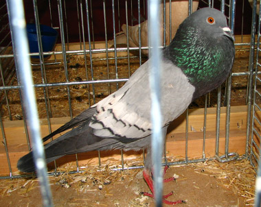 Brünni begyes galamb