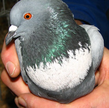 Kék seregély galamb