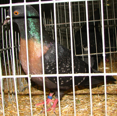 Délnémet szénpacsirta