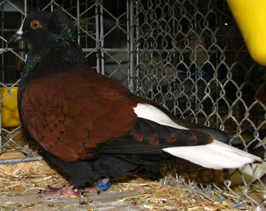 Délnémet fehérfarkú galamb