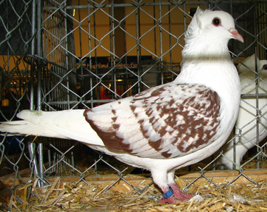 Délnémet pajzsos galamb