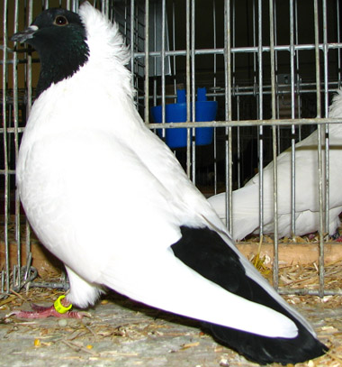 Délnémet szerecsenfejű galamb