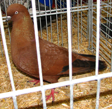 Kölni keringő galamb