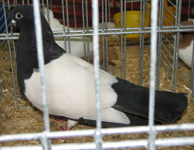 Kínai rövidcsőrű keringő