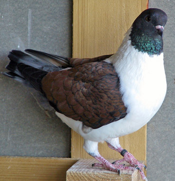 Német modenai galamb