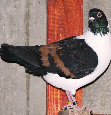 Olasz modenai galamb