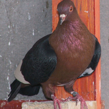 Fekete szárnyú rézpirók