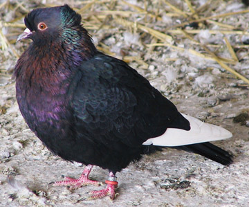 Fekete szárnyú rézpirók galamb