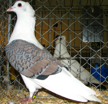 rózsaszín kovácsolt pajzsos galamb