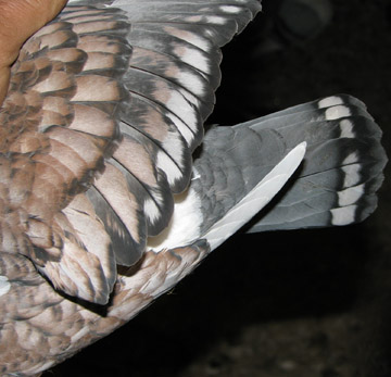 rózsaszín kovácsolt pajzsos galamb