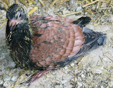 Sötétkék, bársonypajzsos(CT), rózsaszín galamb fióka