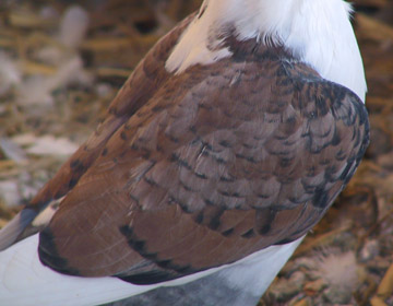 A Ts2 gén elég lusta. Rózsaszín galamb fészekvedlése