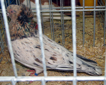 7. kép Ez a különleges  komáromi bukó is rózsaszínes árnyalatú, de természetesen almond (st) genetikailag