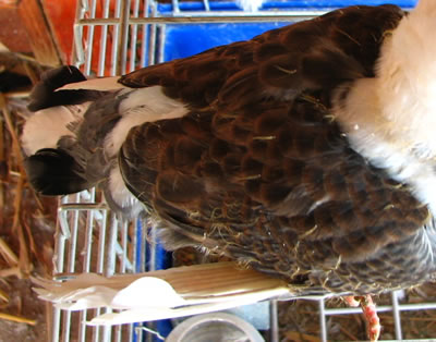 Kb 3 hetes fióka, jól láthatóan kifordult jobb oldali kézevezőkkel . 