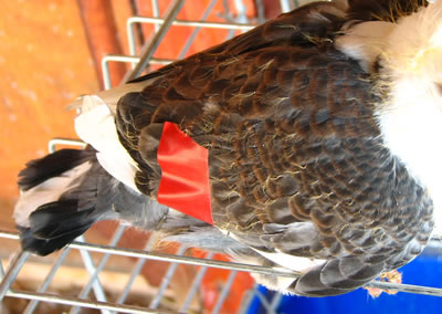 A helyére igazított szárny kivülről a rögzítő szalaggal. 