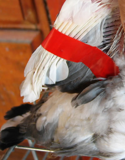  Ugyanaz a szárny a belső oldaláról nézve. 