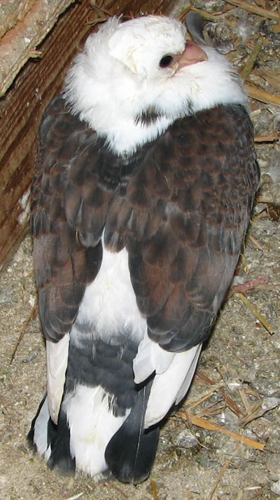 Oala! 4. napon levéve a szalagot, a szárny a helyén maradt. A fiók azóta teljesen kifejlődött és nyoma sincs a kifordult szárnynak azóta sem.  